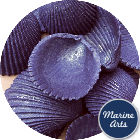 Coloured Cockle Shell - Starburst Violet